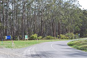 Yarra Ranges National Park.JPG