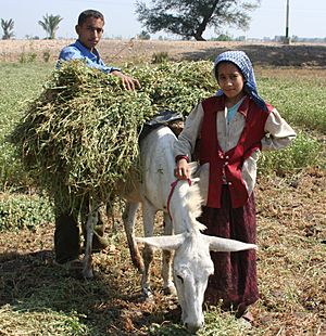 Archivo:Young boy and girl harvest farm crops in Egypt