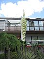 Yucca elata BB