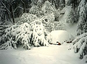 Archivo:1993 Storm of the Century Asheville, North Carolina snowfall