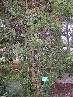 Archivo:200410 Buxus balearica