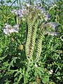 20130727Phazelie Hockenheim1