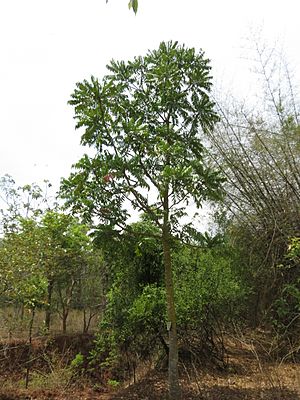 Archivo:Ailanthus triphysa tree 04