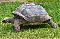 Archivo:Aldabrachelys gigantea Australian Zoo Tortoise-01and (3382015374)