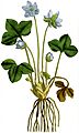 Anemone hepatica 1797
