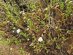 Archivo:Argyranthemum adauctum subsp. canariense