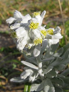 Archivo:Artemisia stelleriana 4