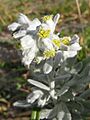 Artemisia stelleriana 4