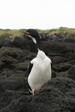Archivo:Auckland Shag on Enderby Island, 2006