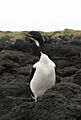 Auckland Shag on Enderby Island, 2006