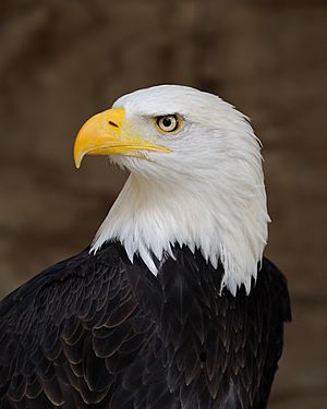 Archivo:Bald Eagle Portrait