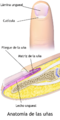 Blausen 0406 FingerNailAnatomy-es