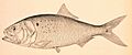 Brevoortia tyrannus