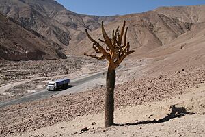 Archivo:Browningia candelaris - Chile ruta 11 Poconchile-Socoroma (2)