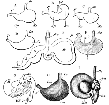 Archivo:Cambridge Natural History Mammalia Fig 041