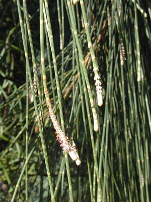 Archivo:Casuarina equisetifolia leaves