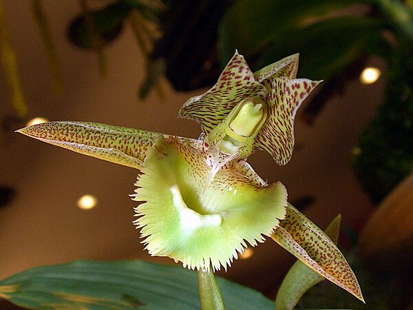 Catasetum fimbriatum Orchi 05