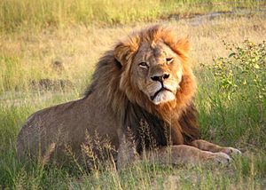 Archivo:Cecil the lion at Hwange National Park (4516560206)