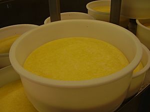 Archivo:Chese gouda moulage