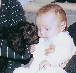 Archivo:Chien d'eau americain avec bebe