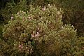 Cistus albidus - Toulon - 200704