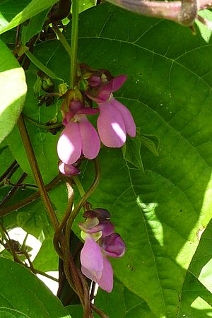 Archivo:Common Bean, blossoms