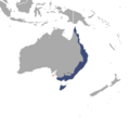 Common Ringtail Possum area