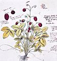 Conrad Gesner - Conradi Gesneri Historia plantarum Walderbeere