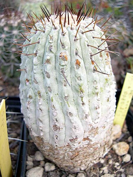 Copiapoa cinerea v columna-alba