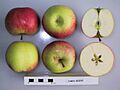 Cross section of James Grieve (LA), National Fruit Collection (acc. 1974-349)