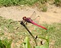Cuban Odonata a