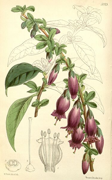 Curtis's botanical magazine (8272611528)
