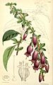 Curtis's botanical magazine (8272611528)