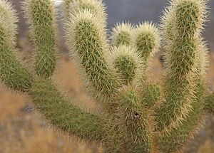 Archivo:Cylindropuntia bigelovii 2