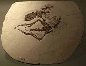 Archivo:DalinghesaurusLongidigitus-PaleozoologicalMuseumOfChina-May23-08