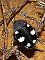 Domino cockroach Therea petiveriana