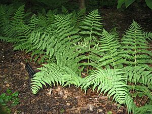 Archivo:DryopterisMarginalis