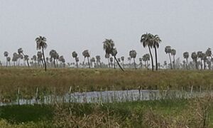 Esquina, Corrientes, Argentina - panoramio.jpg
