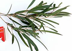 Eucalyptus cneorifolia - adult leaves.jpg