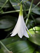 Eucrosia morleyana - Denver Botanic Gardens - DSC00932