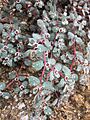 Euphorbia melanadenia