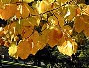 Fagus sylvatica autumn leaves