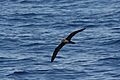 Flesh footed shearwater