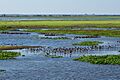 Flooded grassland La sabana inundada
