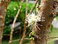 Flor de jaboticaba (Myrciaria cauliflora) CASA de mamâ, Sao Paulo