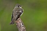 Archivo:Flycatcher-102a