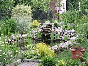Archivo:Garden pond 3