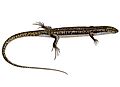 Gerrhosaurus ocellatus flipped