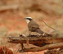 Hall's Babbler1 bowra nov05.jpg