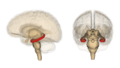 Hippocampus image